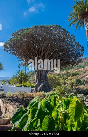 Der Drago Milenario ist ein kanarischer Drachenbaum in Icod de los Vinos auf Teneriffa Stockfoto