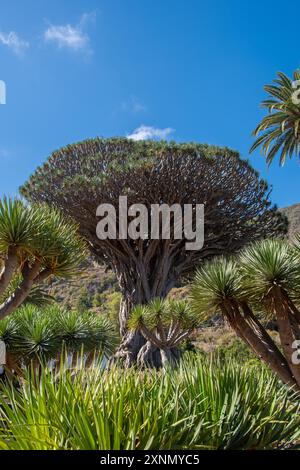 Der Drago Milenario ist ein kanarischer Drachenbaum in Icod de los Vinos auf Teneriffa Stockfoto