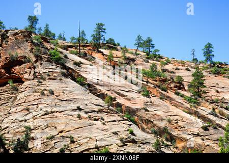Farbenfroher roter Sandsteinhang mit Bäumen im Zion-Nationalpark Stockfoto