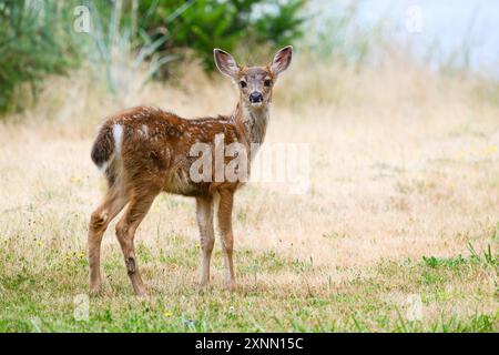 Wildes Schwarzschwanz-Rehkitz Odocoileus hemionous mit erhobenem Gesicht und Ohren Stockfoto