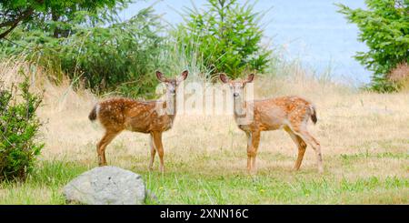 Ein Paar wilder Schwarzschwanzhirsche, Odocoileus, die eine Hemionous beobachten Stockfoto