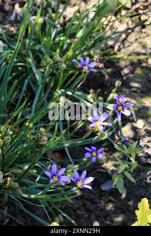 Blauäugiges Gras, Sisyrinchium angustifolium in der Blüte im Sommer Stockfoto