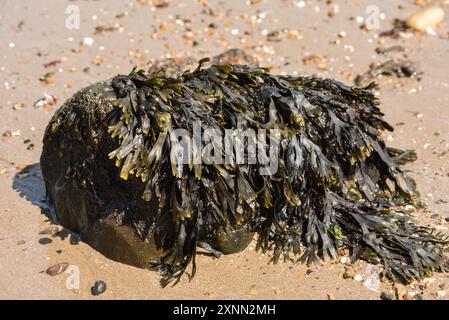 Blasenwrack (Fucus vesiculosus) in Herne Bay, Kent Stockfoto