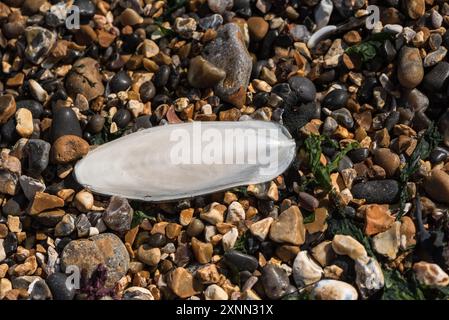 Ein Tintenfischknochen (Sepia sp.) Am Kiesstrand von Herne Bay, Kent Stockfoto