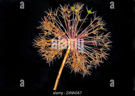 Ein Allium Seed Head Nahaufnahme in Orange auf schwarzem Hintergrund Stockfoto