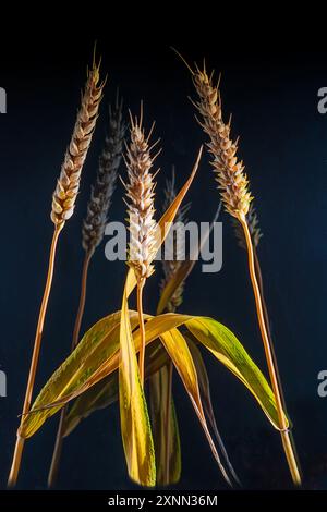 Drei goldene Weizenstiele mit sich kräuselnden Blättern und einer Reflexion auf schwarzem Hintergrund Stockfoto