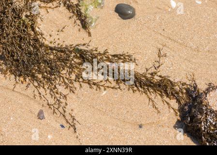 Jap/Wireweed (Sargassum muticum), eine invasive, nicht einheimische britische Spezies am Strand von Herne Bay, Kent Stockfoto