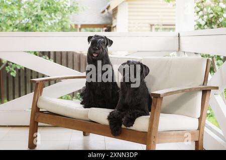 Zwei Scottish Terriers sitzen wachsam auf einer weißen Holzbank, deren glänzende schwarze Mäntel einen starken Kontrast zum hellen Hintergrund im Freien bilden. Stockfoto
