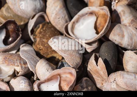 Geschwemmte Muscheln der Slipper Limpet (Crepidula fornicata), einer invasiven amerikanischen Spezies an der Küste von Herne Bay, Kent. Stockfoto