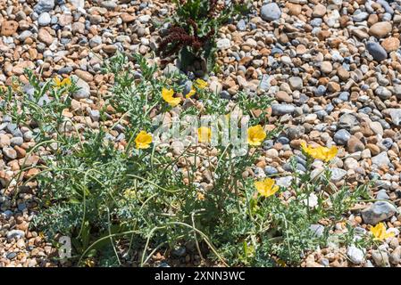 Blühender Gelbhornmohn (Glaucium flavum) in Eastbourne, Sussex Stockfoto