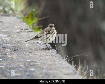 Ein kleiner brauner Vogel steht ruhig auf einem Betonvorsprung, umgeben von verschwommenem Grün. Stockfoto