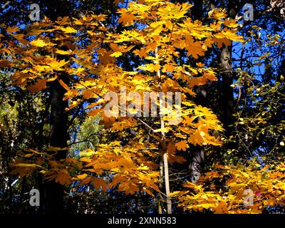 Saisonales Spotlight: Ein einzelner Baum mit strahlenden Blättern hebt sich im Herbstteppich des Waldes hervor. Stockfoto