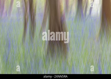 Ein Blauglockenwald in Sussex, mit absichtlicher Unschärfe aufgenommen Stockfoto