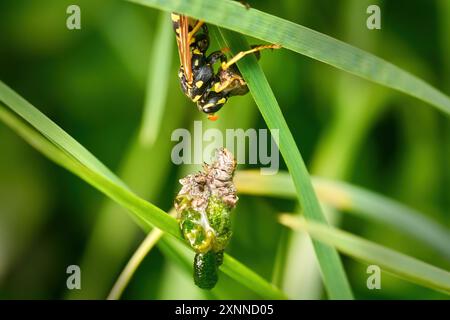 European Paper Wasp (Polistes dominula) greift hängende raupen bei der Verpuppung an Stockfoto