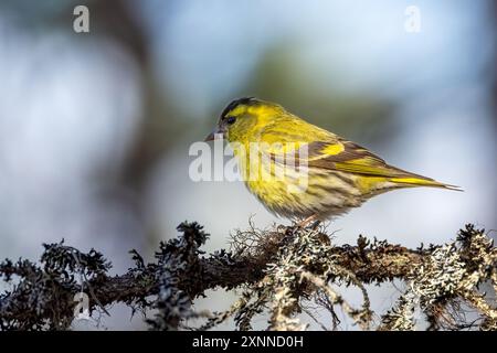 Eurasische Siskin Stockfoto