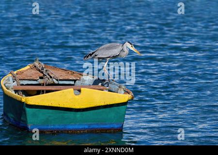Graureiher (Ardea cinerea), der auf einem alten, farbigen Boot steht und ins Wasser blickt Stockfoto