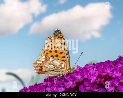 Nahaufnahme von Königin von spanien Fritillary, der auf Buddleia-Blume ruht Stockfoto