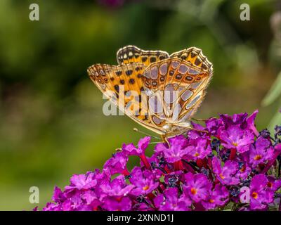 Nahaufnahme von Königin von spanien Fritillary, der auf Buddleia-Blume ruht Stockfoto