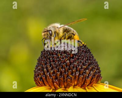 Nahaufnahme einer Biene, die Echinacea-Blüten bestäubt Stockfoto