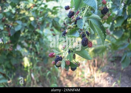 Brombeersträucher mit Reifen und unreifen Beeren, die an den Ästen eines Obstgartens hängen, mit grünen Blättern darauf. Stockfoto
