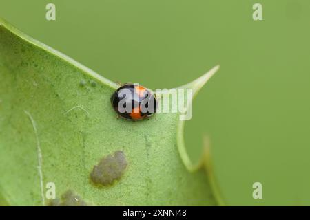 Adalia decempunctata Variation bipustulata, der zehnfleckige Marienkäfer, zehnfleckige Marienkäfer. Familie Coccinellidae. Auf einem stechpalmenblatt. Sommer, Juli, Stockfoto