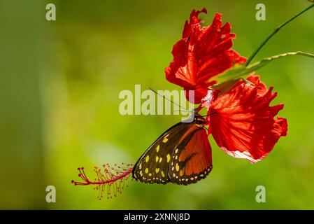 Creme-gepunktetes Teig auf einer roten Hibiscur-Blume Stockfoto