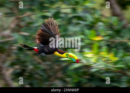 Kielschnabeltukan (Ramphastos sulfuratus), im Flug BIF Stockfoto