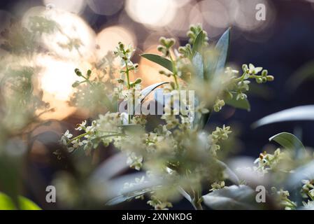 Blühende Olivenzweige mit Knospen und Blüten. Olivenblüten im Freien. Stockfoto