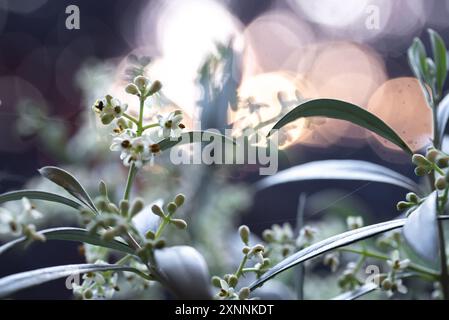 Blühende Olivenzweige mit Knospen und Blüten. Olivenblüten im Freien. Stockfoto