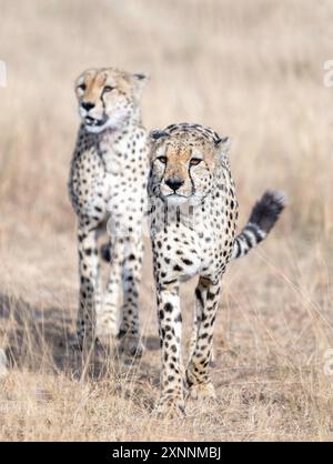 Gepard (Acinonyx jubatus), Kenia Afrika Stockfoto