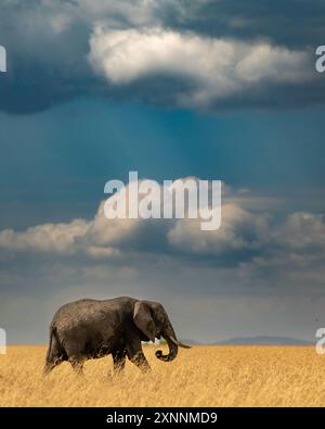 Der afrikanische Buschelefant (Loxodonta africana), auch bekannt als afrikanischer Savannenelefant Stockfoto