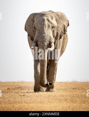 Der afrikanische Buschelefant (Loxodonta africana), auch bekannt als afrikanischer Savannenelefant Stockfoto