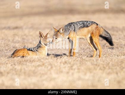 Canis mesomelas, auch Silberschakal genannt, ist ein mittelgroßer Hund, der im östlichen und südlichen Afrika beheimatet ist Stockfoto