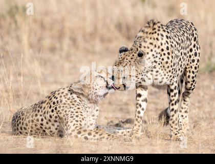 Gepard (Acinonyx jubatus), Kenia Afrika Stockfoto