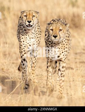 Gepard (Acinonyx jubatus), Kenia Afrika Stockfoto