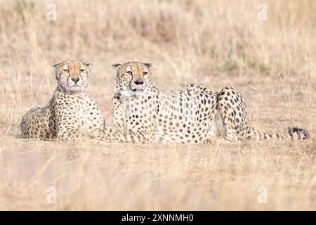 Gepard (Acinonyx jubatus), Kenia Afrika Stockfoto