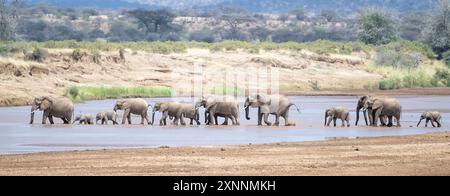 Der afrikanische Buschelefant (Loxodonta africana) oder der afrikanische Savannenelefant, der den Ewaso Nyiro River überquert, Samburu Game Reserve, Afrika Stockfoto