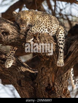 Leopard ruht in einem Baum (Panthera pardus), Samburu Game Reserve, Kenia, Afrika Stockfoto