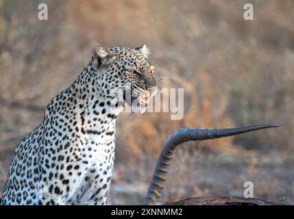 Leopard at Kill (Panthera pardus), Samburu Game Reserve, Kenia, Afrika Stockfoto