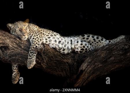 Leopard ruht in einem Baum (Panthera pardus), Samburu Game Reserve, Kenia, Afrika Stockfoto