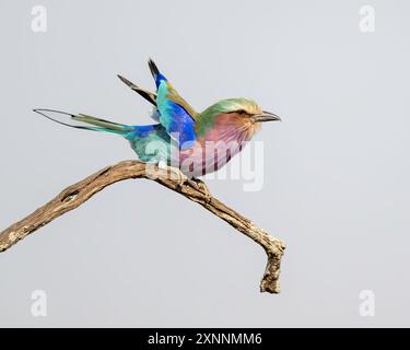 Lilafarbener Roller (Coracias caudatus) ist in Süd- und Ostafrika weit verbreitet Stockfoto