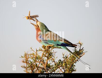 Lilafarbener Roller (Coracias caudatus) ist in Süd- und Ostafrika weit verbreitet Stockfoto