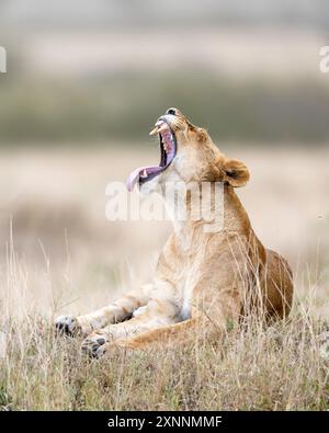 Weiblicher Löwe (Panthera leo) in Kenia Afrika, heimisch in Afrika und Indien Stockfoto