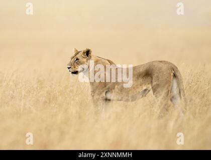 Weiblicher Löwe (Panthera leo) in Kenia Afrika, heimisch in Afrika und Indien Stockfoto