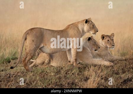 Weiblicher Löwe (Panthera leo) in Kenia Afrika, heimisch in Afrika und Indien Stockfoto