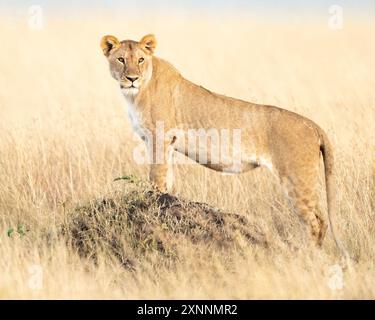 Weiblicher Löwe (Panthera leo) in Kenia Afrika, heimisch in Afrika und Indien Stockfoto