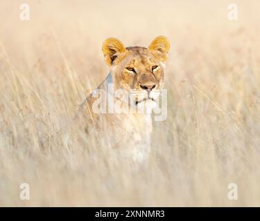 Weiblicher Löwe (Panthera leo) in Kenia Afrika, heimisch in Afrika und Indien Stockfoto