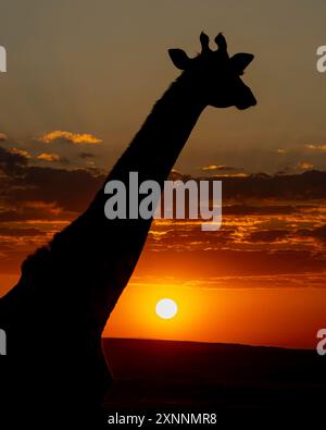 Die Masai Giraffe Silhouette, Sonnenaufgang auf Maasai Mara (Giraffa tippelskirchi), auch Maasai Giraffe genannt, auch Kilimanjaro Giraffe genannt Stockfoto