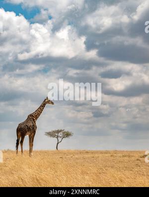 Die Masai-Giraffe auf savana mit Baum und Wolken (Giraffa tippelskirchi), auch Maasai-Giraffe genannt und manchmal auch Kilimandscharo-Giraffe genannt Stockfoto