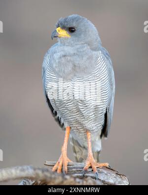 Goshawk (Melierax canorus) ist ein Raubvogel aus der Familie Accipitridae. Dieser Falke brütet im südlichen Afrika Stockfoto